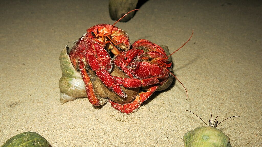 Hermit crab in fierce combat for a piece of coconut