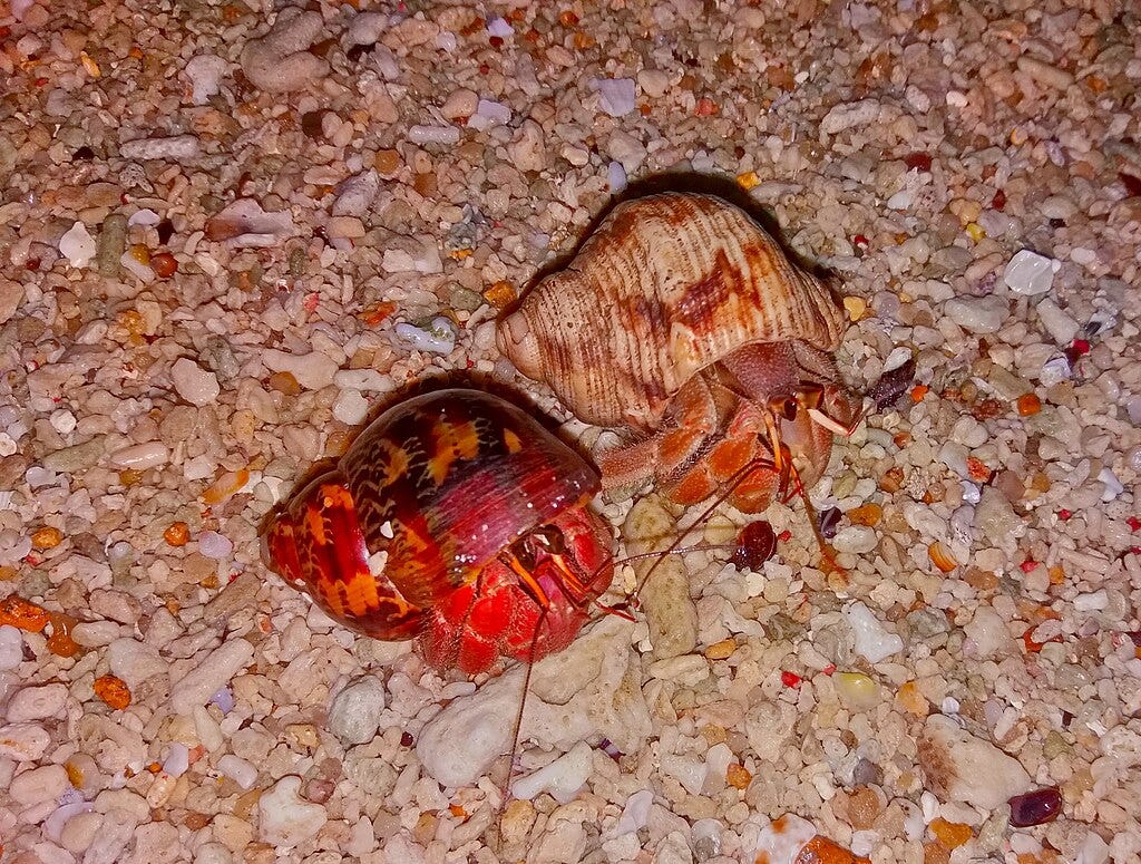 hermit crab pair on Perhentian Islands