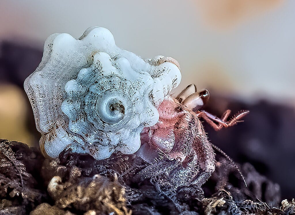 This Hermit Crab is an incredibly tiny creature, barely larger than a thumb nail. With its intricately patterned shell, this miniature crab scampers along beaches and coral reefs, seeking shelter and food. Its petite size adds a touch of charm to its already mysterious allure, reminding us of the fascinating wonders that exist in our world, no matter how small.